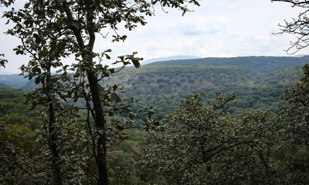 JALISCO CON BOSQUES, LA POLÍTICA PÚBLICA QUE CONSERVA LOS ECOSISTEMAS FORESTALES.