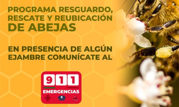 MAZATLÁN PRIMER MUNICIPIO DE SINALOA EN TRABAJAR EN LA PROTECCIÓN Y EL RESCATE DE ABEJAS.