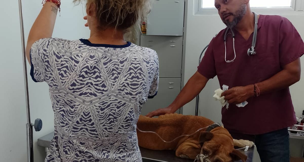 Rescata Unidad Canina de la Policía Tepic a perrita enferma y abandonada en brecha