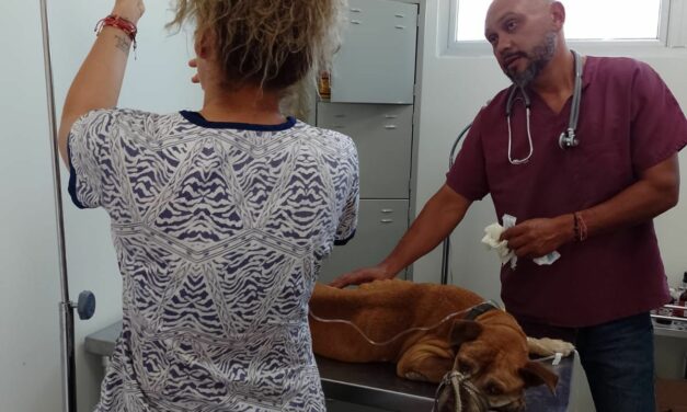 Rescata Unidad Canina de la Policía Tepic a perrita enferma y abandonada en brecha