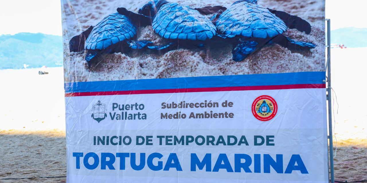 Dan arranque a temporada de anidación de la tortuga marina 