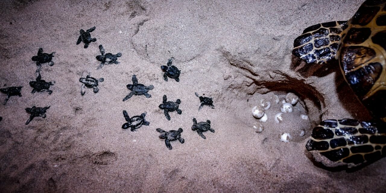 Arranca Gobierno De Mazatlán Programa De Protección A La Tortuga Marina Para La Temporada 2024