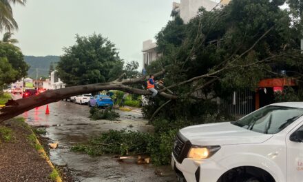 ATIENDE GOBIERNO DE TEPIC REPORTES DE ÁRBOLES CAÍDOS