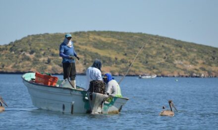 SE LEVANTA LA VEDA DE CAMARÓN EN NAYARIT