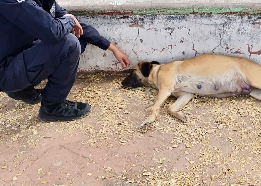 Rescata Unidad Canina de la Policía Tepic a perrita en estado de gestación