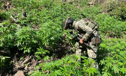 Marina informa la localización y erradicación de 15 plantíos de marihuana, así como el aseguramiento de equipo táctico en el estado de Nayarit