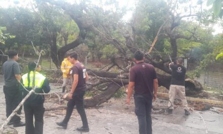 PROTECCIÓN CIVIL RETIRA ÁRBOL CAÍDO EN XALISCO TRAS FUERTE LLUVIA