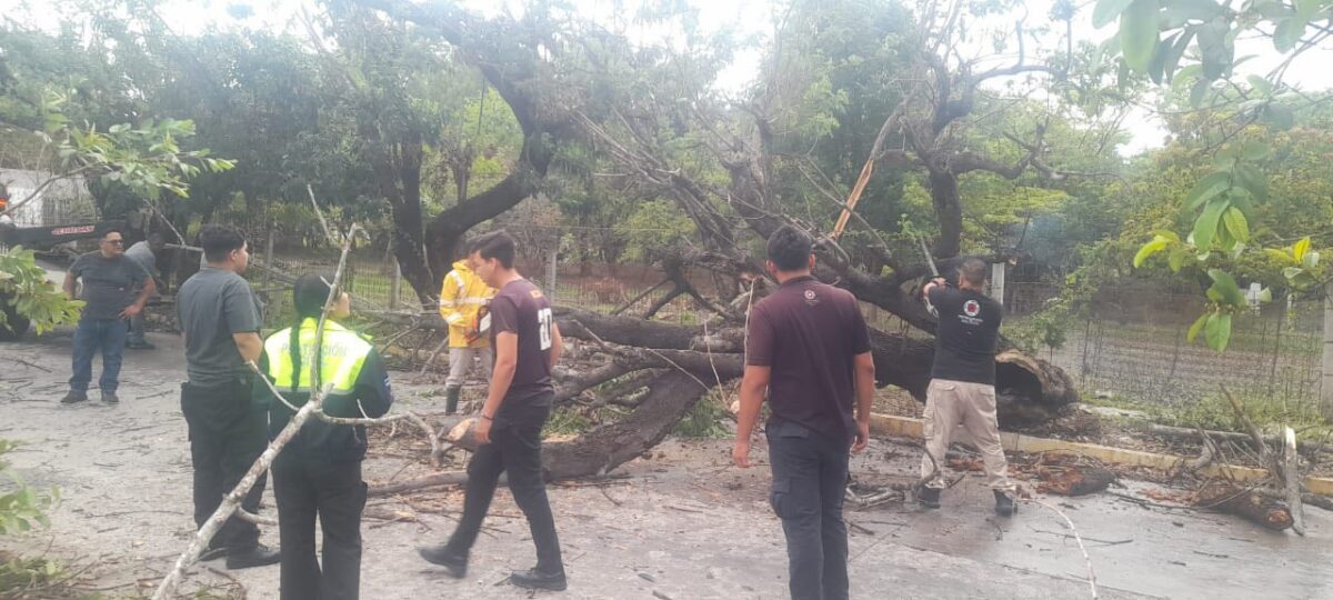 PROTECCIÓN CIVIL RETIRA ÁRBOL CAÍDO EN XALISCO TRAS FUERTE LLUVIA