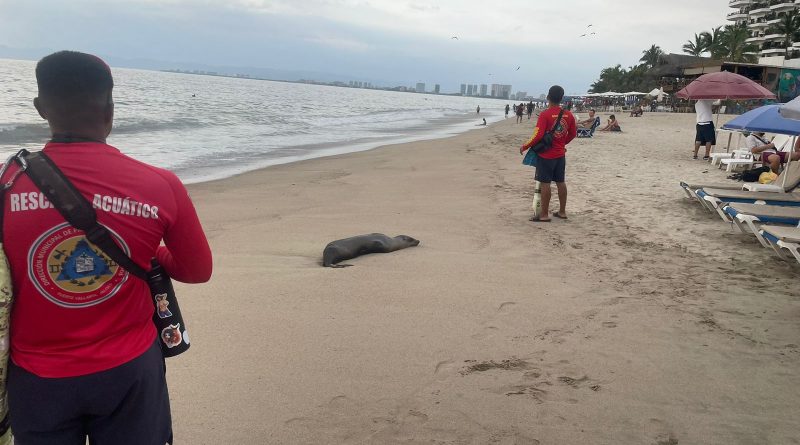 MUERE LOBO MARINO EN PLAYAS DE PUERTO VALLARTA