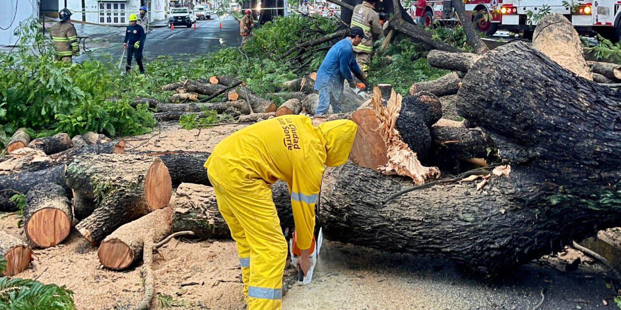 ATIENDE EQUIPO DE REACCIÓN INMEDIATA CAÍDA DE ÁRBOL Y CABLEADO