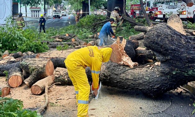 ATIENDE EQUIPO DE REACCIÓN INMEDIATA CAÍDA DE ÁRBOL Y CABLEADO