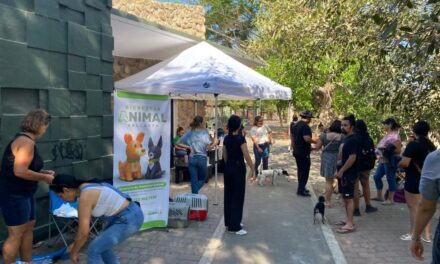 GOBIERNO DEL BIEN REBASA LAS MIL ESTERILIZACIONES GRATUITAS EN 2025