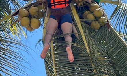 Rescate de persona en palmera al caer con paracaidas