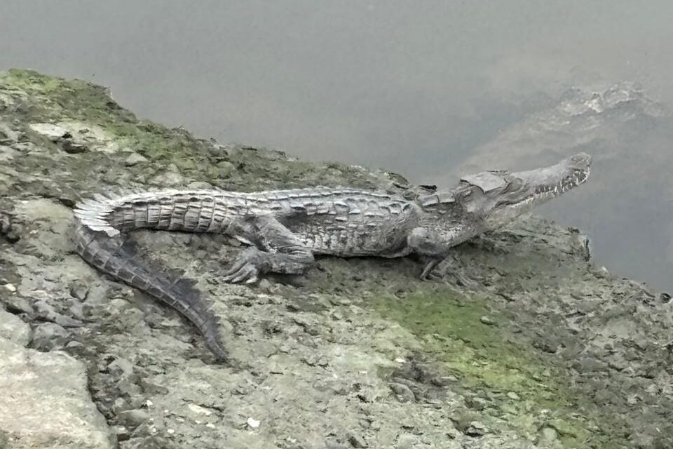 Reubica Patrulla Verde tres cocodrilos a zonas urbanas. Ya fueron devueltos a su hábitat