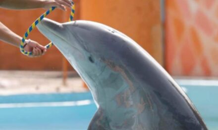 Cámara de Diputados aprobó minuta que prohíbe uso de ejemplares mamíferos marinos para aprovechamiento extractivo