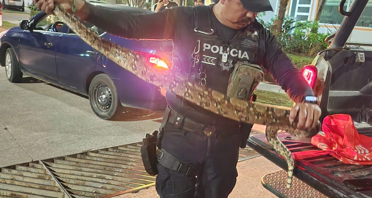 Más de 900 servicios realizó la Patrulla Verde encargada de la flora y fauna