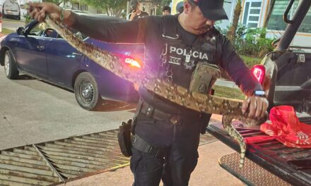 Más de 900 servicios realizó la Patrulla Verde encargada de la flora y fauna