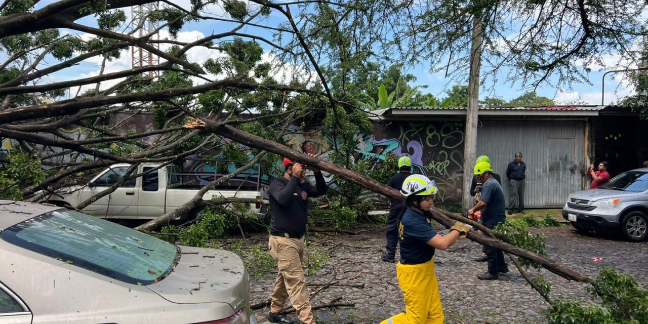 Atiende Gobierno de Tepic caída de árbol en colonia Santa Teresita