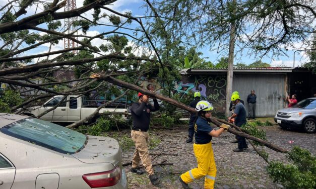 Atiende Gobierno de Tepic caída de árbol en colonia Santa Teresita