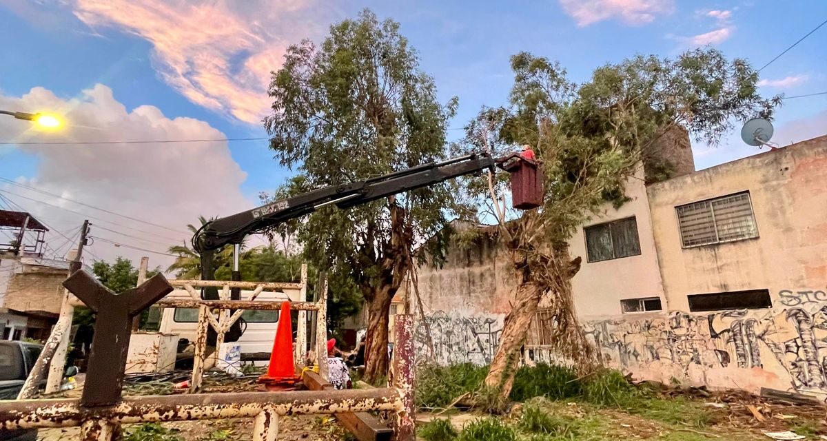 Gobierno de Tepic atiende caída de árbol en el fraccionamiento FOVISSSTE Colosio
