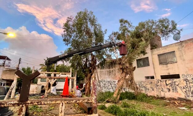 Gobierno de Tepic atiende caída de árbol en el fraccionamiento FOVISSSTE Colosio