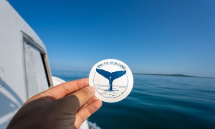 NADO POR LAS BALLENAS: TRAVESÍA EN SAN BLAS PARA VISIBILIZAR NUESTRAS ÁREAS NATURALES PROTEGIDAS