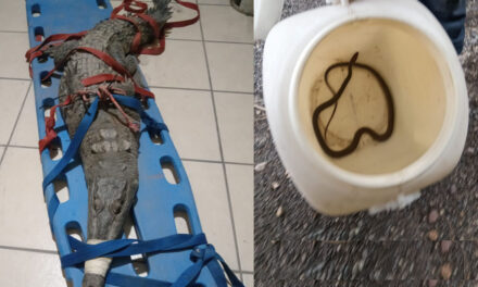 Reubican Bomberos de Nayarit a reptiles desorientados en Bahía de Banderas