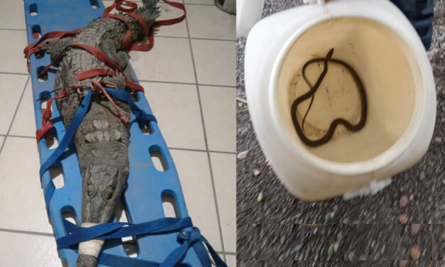 Reubican Bomberos de Nayarit a reptiles desorientados en Bahía de Banderas