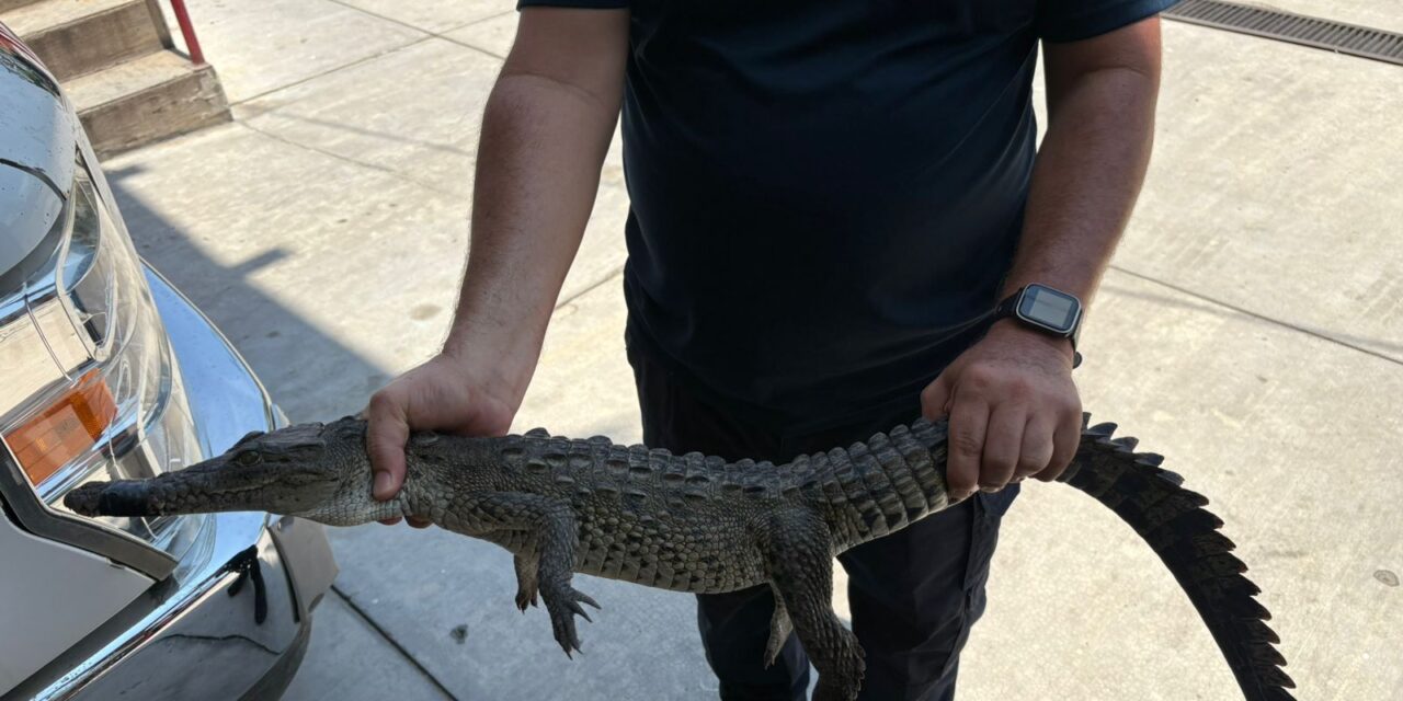 Rescate exitoso en Rincón de Guayabitos!