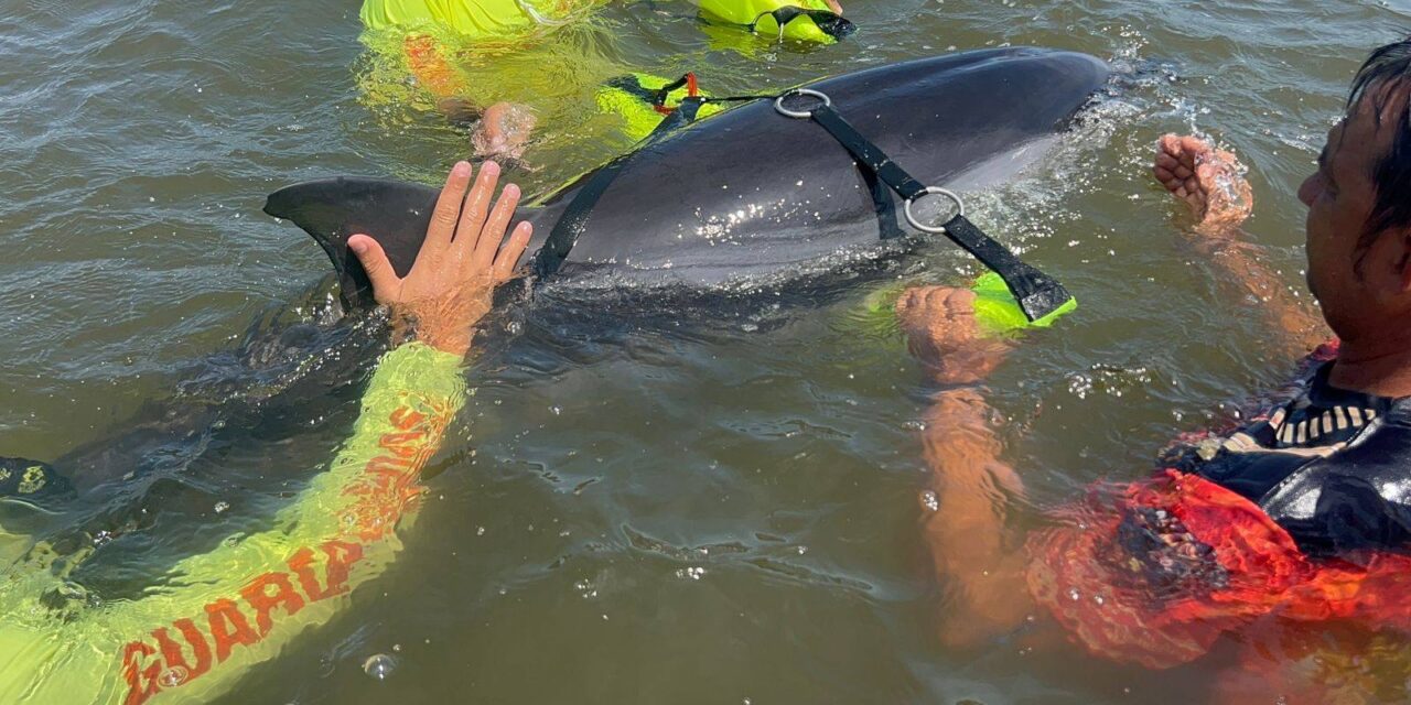 Coordinan rescate de delfín lesionado en playa de San Blas
