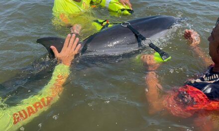 Coordinan rescate de delfín lesionado en playa de San Blas