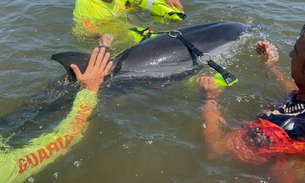 Coordinan rescate de delfín lesionado en playa de San Blas