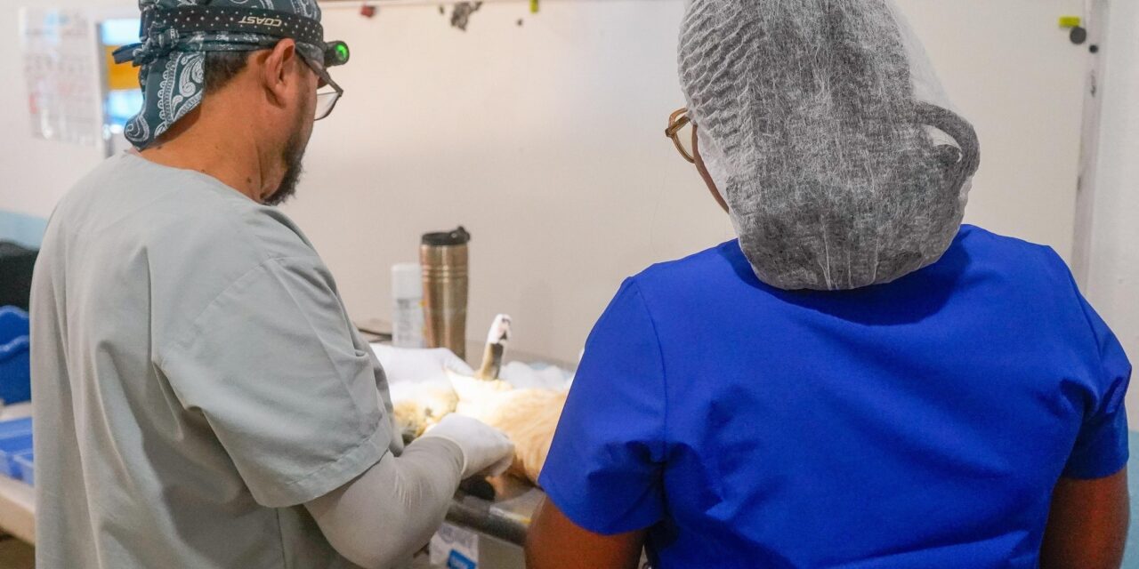 BAHÍA DE BANDERAS REFUERZA EL BIENESTAR ANIMAL CON JORNADA GRATUITA DE ESTERILIZACIÓN