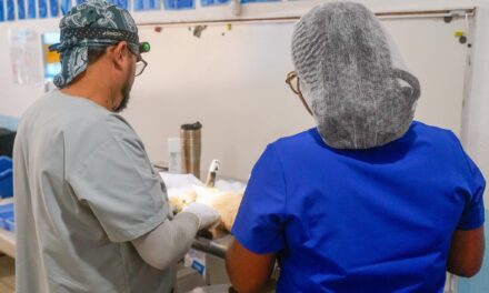 BAHÍA DE BANDERAS REFUERZA EL BIENESTAR ANIMAL CON JORNADA GRATUITA DE ESTERILIZACIÓN