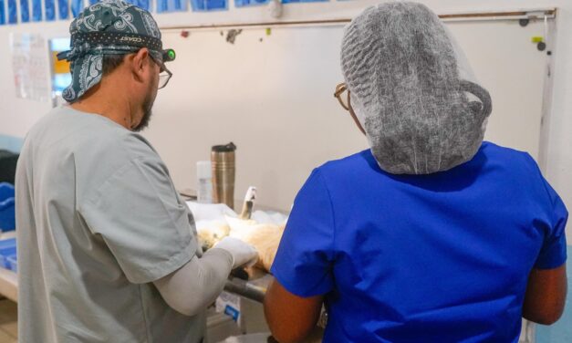 BAHÍA DE BANDERAS REFUERZA EL BIENESTAR ANIMAL CON JORNADA GRATUITA DE ESTERILIZACIÓN