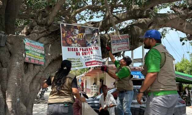 GOBIERNO DEL BIEN RETIRA PUBLICIDAD EN ÁRBOLES DE VALLARTA