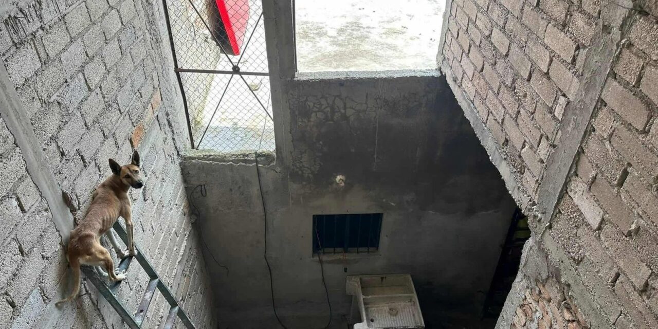 RESGUARDAN A CANINO EN PRESUNTO ESTADO DE ABANDONO EN LA COLONIA VALLE DORADO