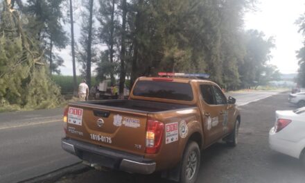 SE REALIZAN PODAS PREVENTIVAS DE PINOS EN LA CARRETERA PANTANAL