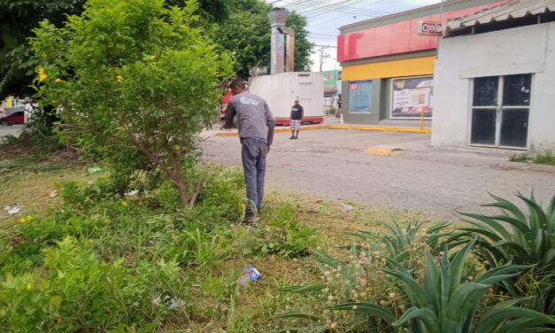 SERVICIOS EFICIENTES REALIZA PODAS Y MANTENIMIENTO EN PARQUES Y AVENIDAS