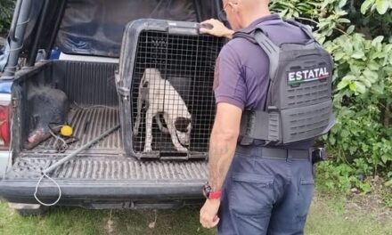 Atiende SSPC reporte de atención animal en estado crítico en Tepic