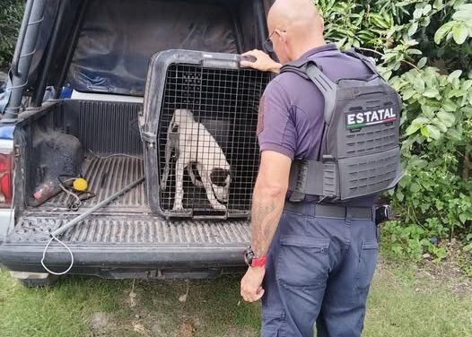 Atiende SSPC reporte de atención animal en estado crítico en Tepic