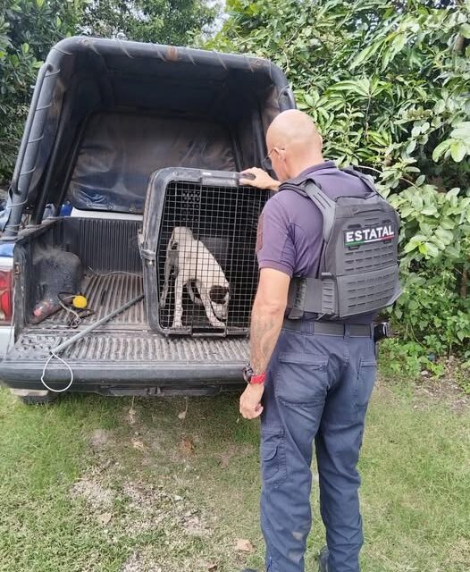 Atiende SSPC reporte de atención animal en estado crítico en Tepic