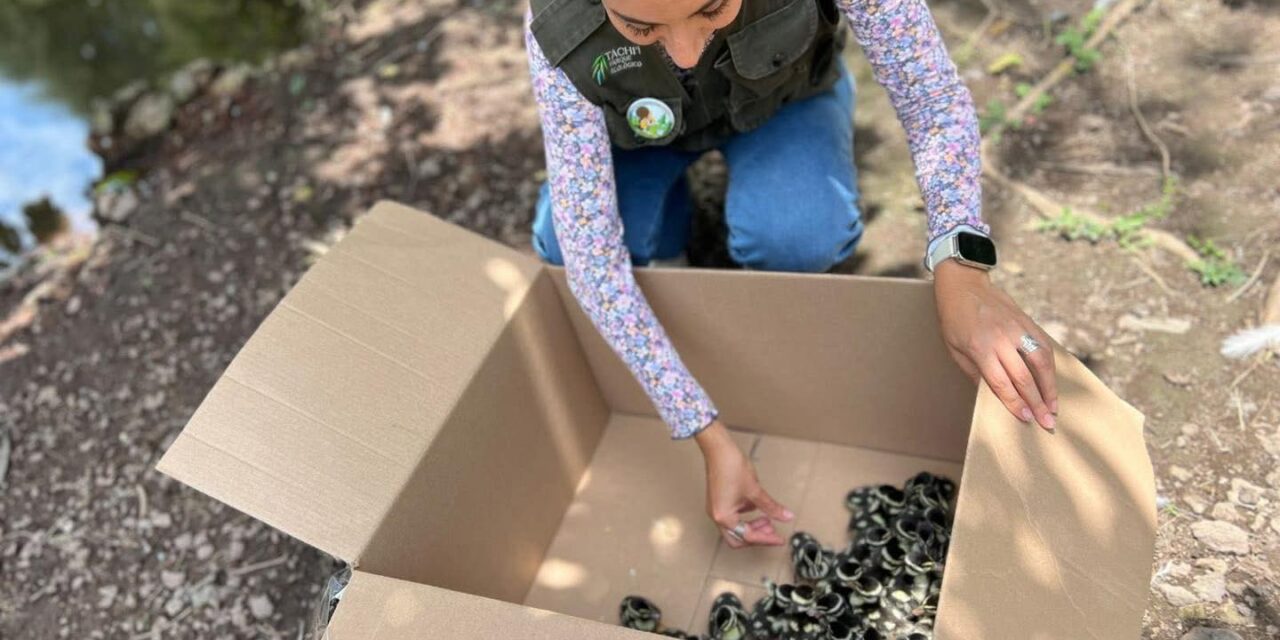 Nuevos habitantes llegan al Parque Ecológico Tachi’í
