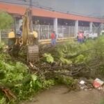 Atiende Gobierno de Tepic caída de árbol y restablece cauce en Díaz Ordaz