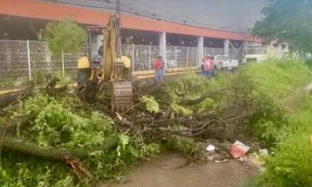 Atiende Gobierno de Tepic caída de árbol y restablece cauce en Díaz Ordaz