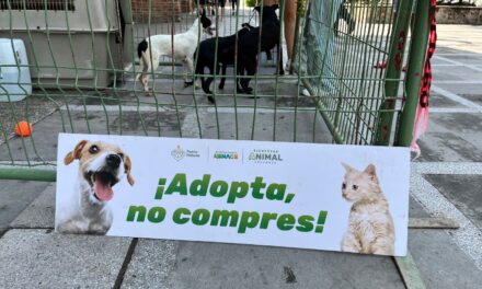 ¡Adopta, no compres!