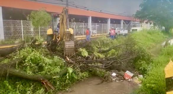 Atiende Gobierno de Tepic caída de árbol y restablece cauce en Díaz Ordaz