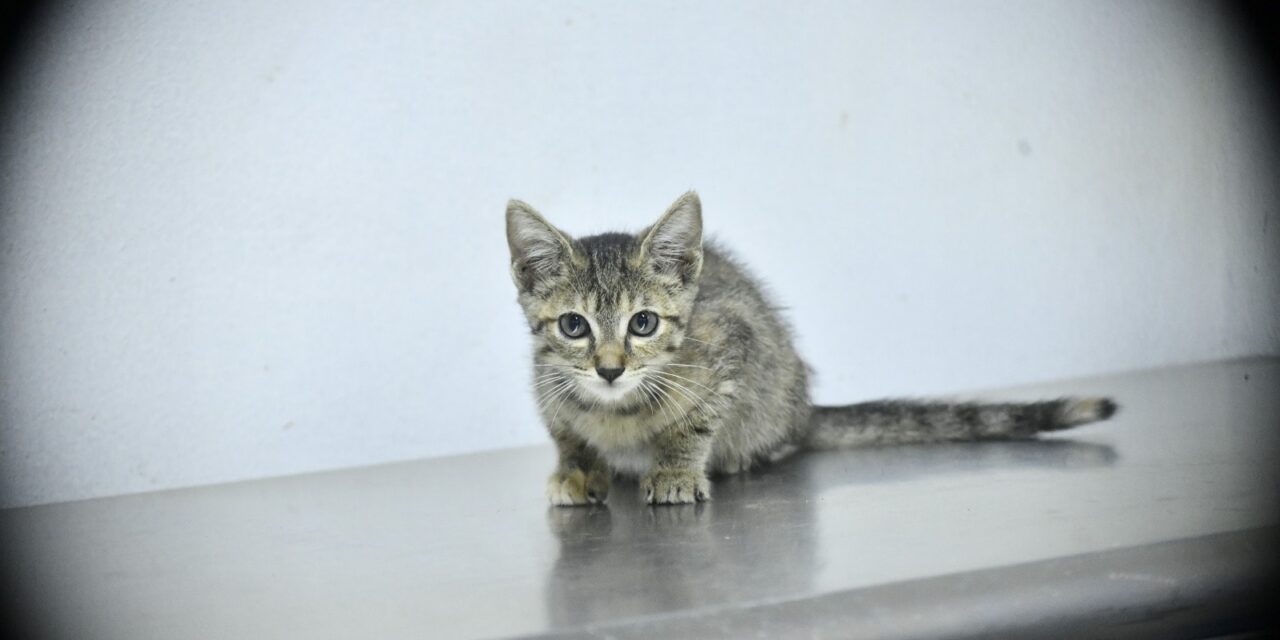 Mazatlán impulsa la adopción responsable con jornada “Huellitas del Bienestar” 🐶🐱