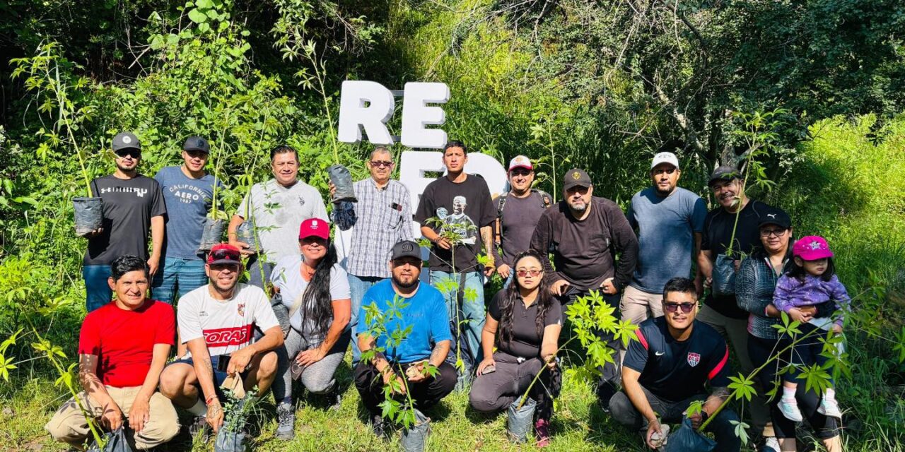Tepic avanza en reforestación para construir una ciudad más verde