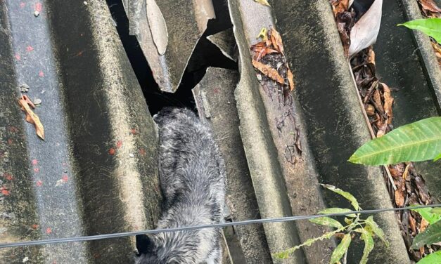 Rescata protección civil a perrito